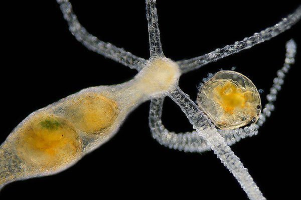Kraken актуальное