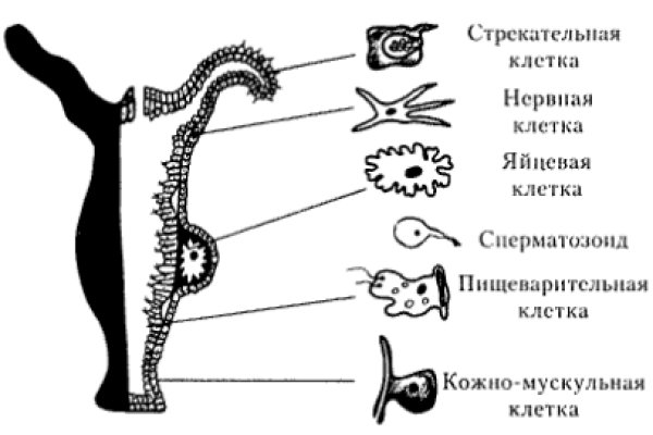 Не пришли деньги на кракен